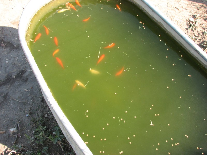 Goldfish in the water trough